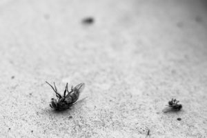 killing pests